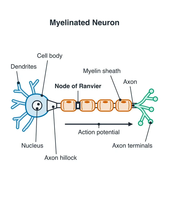 An AI-drawn diagram of a myelinated neuron: dendrites, cell body, nucleus, axon hillock, myelin sheath, node of Ranvier, axon terminals and the direction of the action potential.